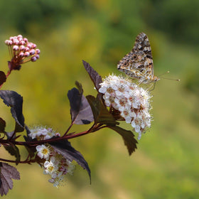 Blærespirea 'Diabolo'