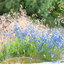 Smyle og blåklokke - Frø-1