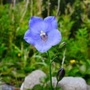 Smyle og blåklokke - Frø-2