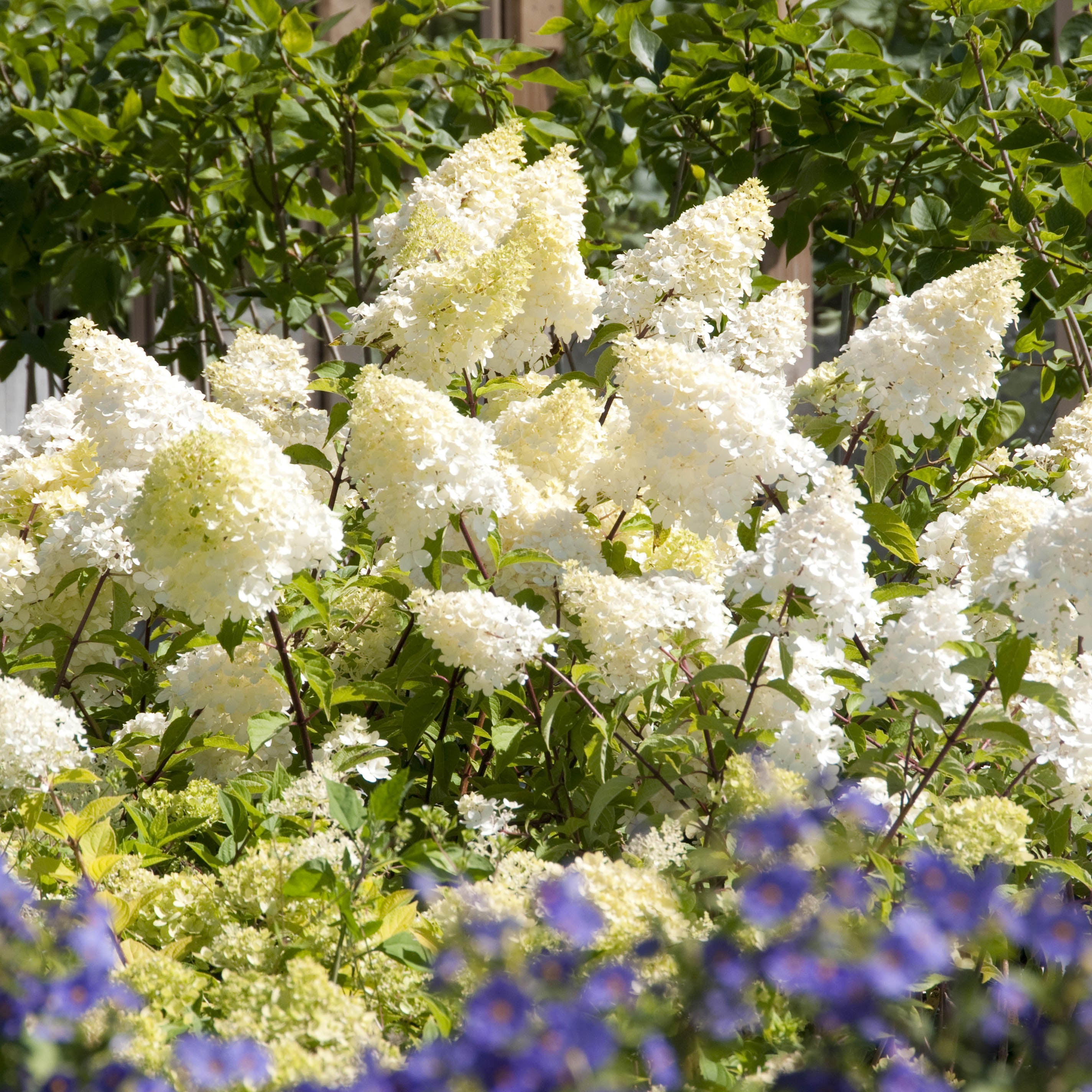 Syrinhortensia Grandiflora