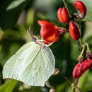 foto, pixabay.com/no/users/myriams-fotos