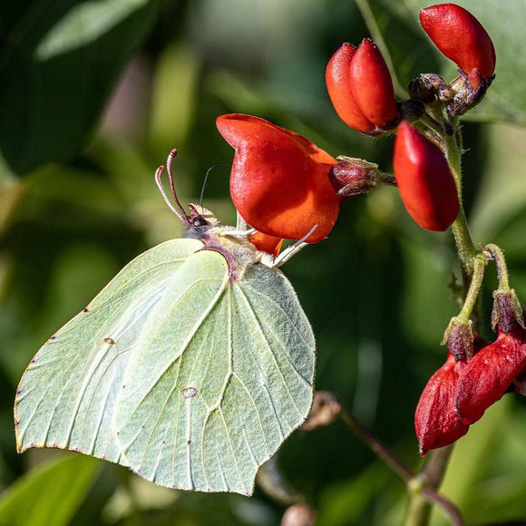 foto, pixabay.com/no/users/myriams-fotos