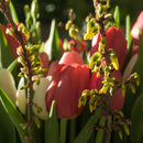 Gullbusk Forsythia-2