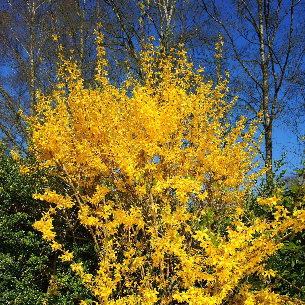 Gullbusk Forsythia