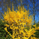 Gullbusk Forsythia-5