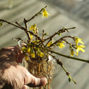 Gullbusk Forsythia-3