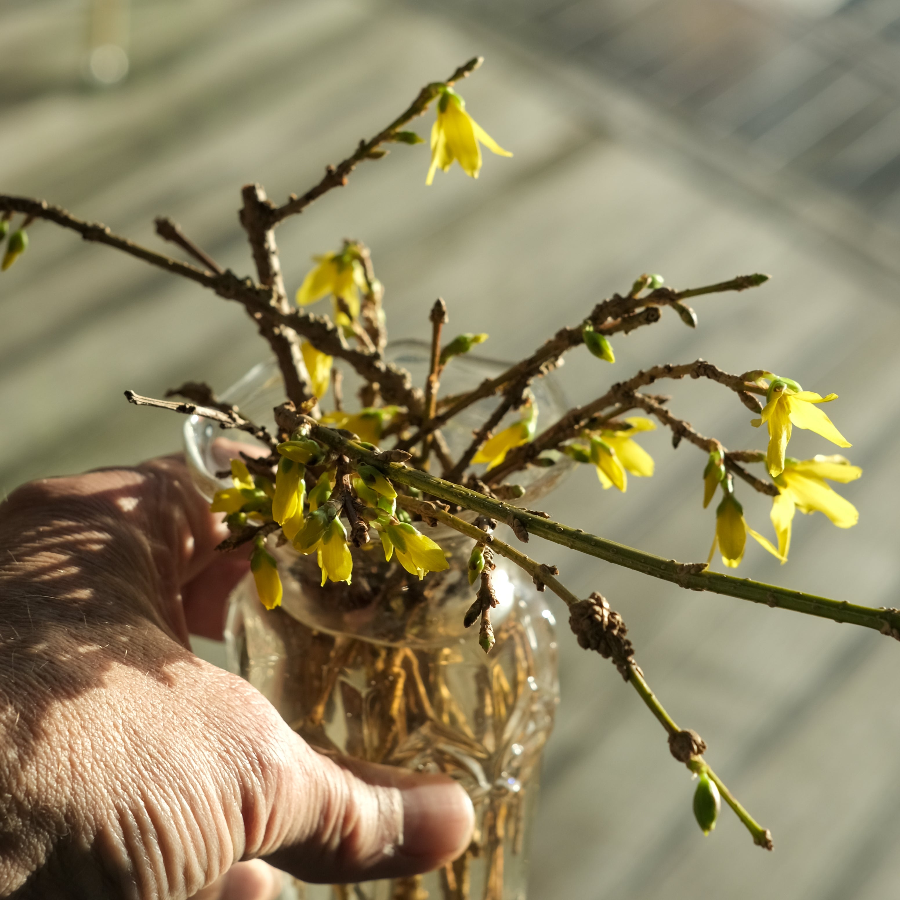 Gullbusk Forsythia