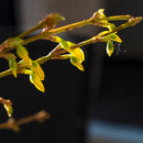 Gullbusk Forsythia-4