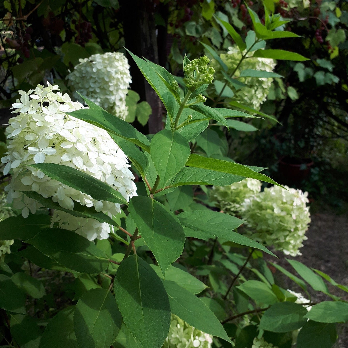 Syrinhortensia Grandiflora