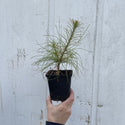Tårefuru – Pinus wallichiana