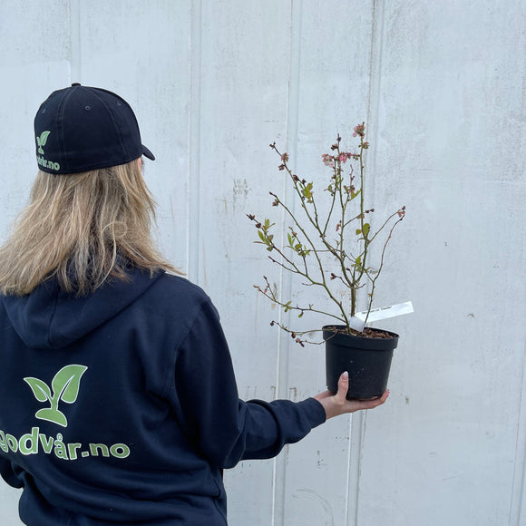 Amerikanske blåbær er vidunderlig på smak og bærer enormt store blåbær på store busker. De er superenkle å dyrke og bærer veldig sunne bær. De er supre å fryse og ta frem til kaker og smoothies.