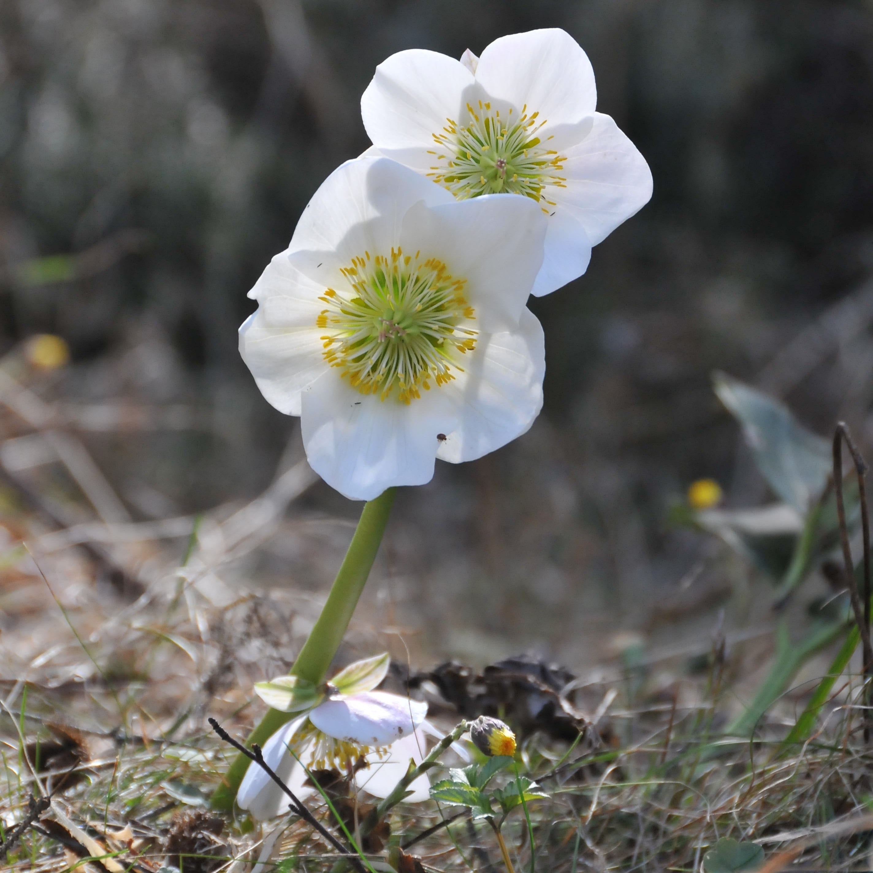 Julerose