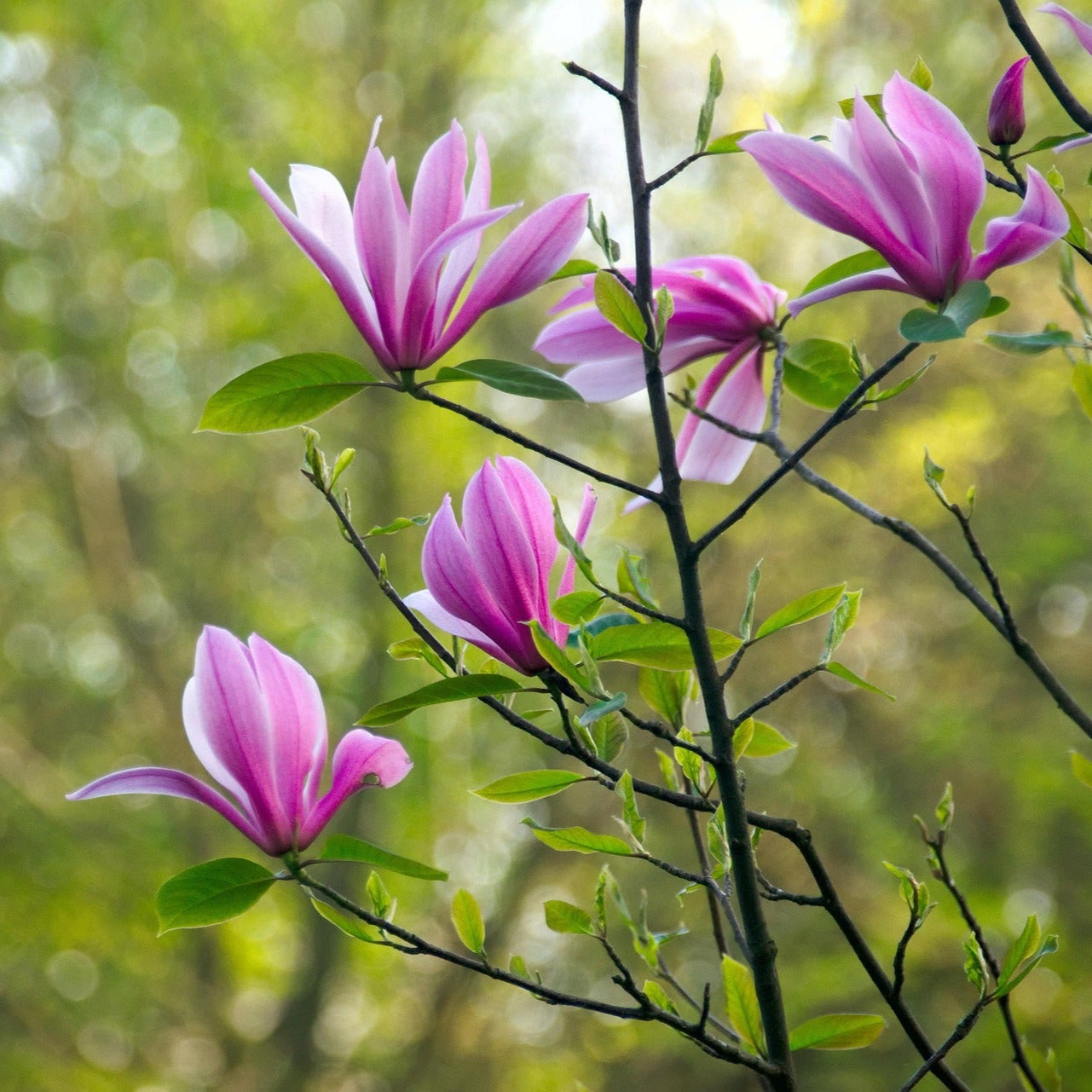 Magnolia Susan