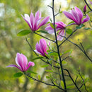 Magnolia Susan-1