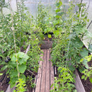 Ø - kompost - 30 pakk-4