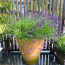 Ø - kompost - 30 pakk-3