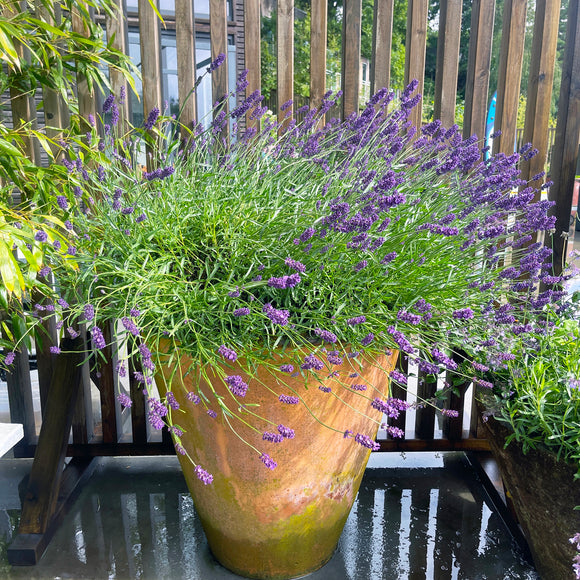 Ø - kompost - 30 pakk