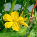 Slangeagurk Eden F1 - Frø-3