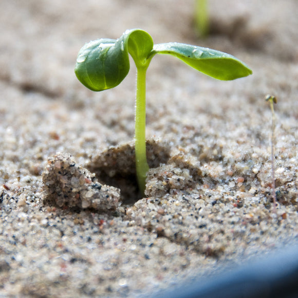 Slangeagurk Eden F1 - Frø