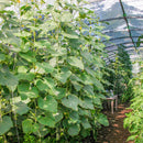 Slangeagurk Eden F1 - Frø-5