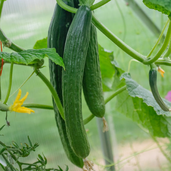 Slangeagurk Eden F1 - Frø