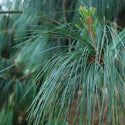 Tårefuru – Pinus wallichiana