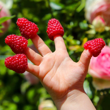 Bringebær `Tulameen`