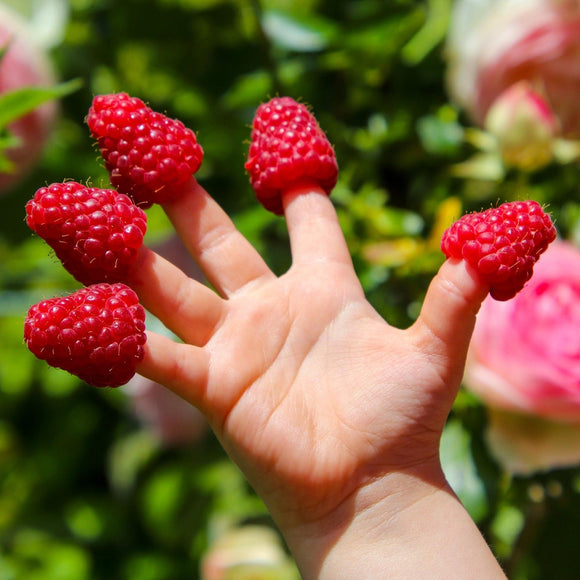 Bringebær `Tulameen`