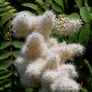 Rognspirea eller sibirrognspirea er svært hardfør. Den har et frodig bladverk og svært vakre blomster hele sommeren. om høsten er den et syn med sine gule høstfarger med litt innslag av oransje.
