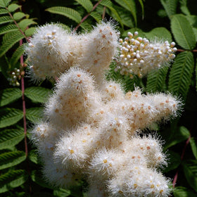 Rognspirea eller sibirrognspirea er svært hardfør. Den har et frodig bladverk og svært vakre blomster hele sommeren. om høsten er den et syn med sine gule høstfarger med litt innslag av oransje.