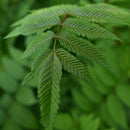 Rognspirea eller sibirrognspirea er svært hardfør. Den har et frodig bladverk og svært vakre blomster hele sommeren. om høsten er den et syn med sine gule høstfarger med litt innslag av oransje.