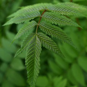 Rognspirea eller sibirrognspirea er svært hardfør. Den har et frodig bladverk og svært vakre blomster hele sommeren. om høsten er den et syn med sine gule høstfarger med litt innslag av oransje.