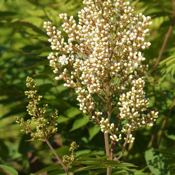 Rognspirea eller sibirrognspirea er svært hardfør. Den har et frodig bladverk og svært vakre blomster hele sommeren. om høsten er den et syn med sine gule høstfarger med litt innslag av oransje.