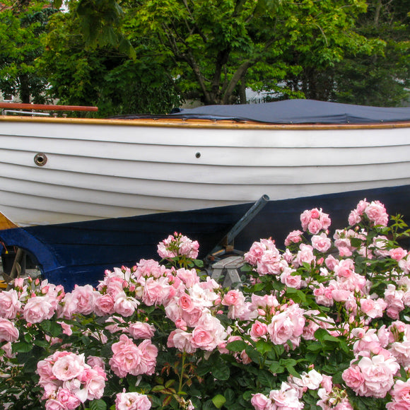 Rose Astrid Lindgren