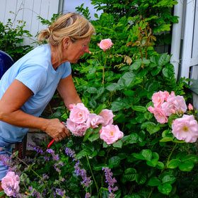 Rose Astrid Lindgren - 0