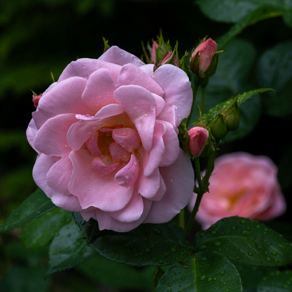 Rose Astrid Lindgren