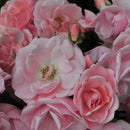 Rose Astrid Lindgren-1