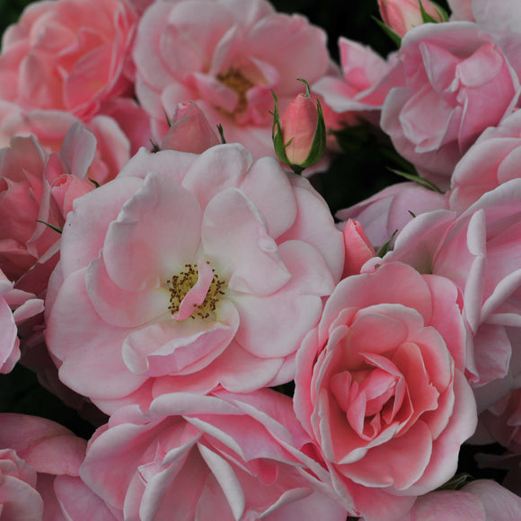 Rose Astrid Lindgren