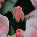 Rose Astrid Lindgren-3