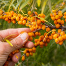 Tindved Friesdorfer Orange-2