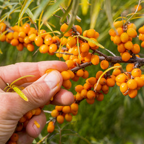 Tindved Friesdorfer Orange - 0