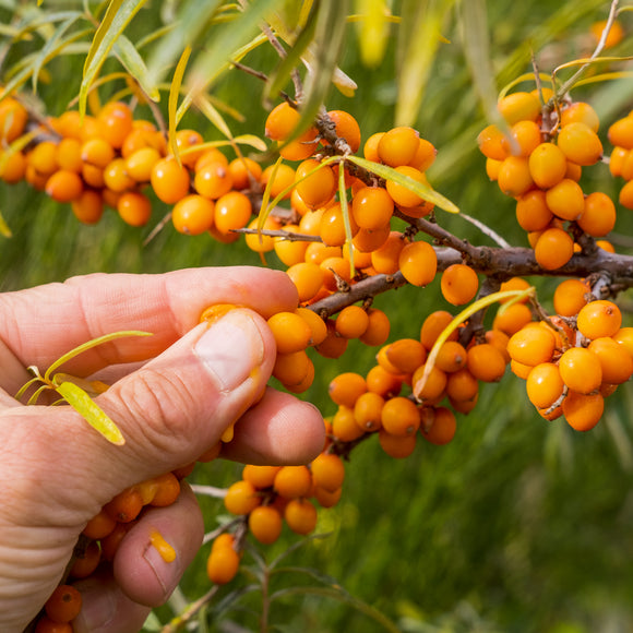 Tindved Friesdorfer Orange