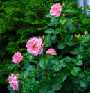 Rose Astrid Lindgren-6