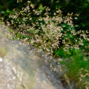 Smyle og blåklokke - Frø-3