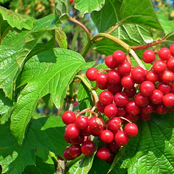 Snøballbusk er en vidunderlig busk. Den er dekket av store hvite baller av blomster hele sommeren. den er allergivennlig, bindsterk og svært nøysom. Den får veldig fine gule høstfarger om den vokser et sted i solen.