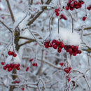 Snøballbusk er en vidunderlig busk. Den er dekket av store hvite baller av blomster hele sommeren. den er allergivennlig, bindsterk og svært nøysom. Den får veldig fine gule høstfarger om den vokser et sted i solen.