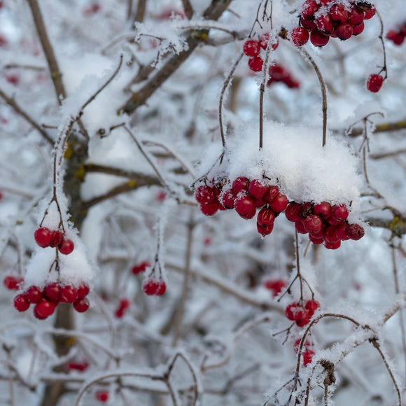 Snøballbusk er en vidunderlig busk. Den er dekket av store hvite baller av blomster hele sommeren. den er allergivennlig, bindsterk og svært nøysom. Den får veldig fine gule høstfarger om den vokser et sted i solen.
