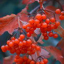 Snøballbusk er en vidunderlig busk. Den er dekket av store hvite baller av blomster hele sommeren. den er allergivennlig, bindsterk og svært nøysom. Den får veldig fine gule høstfarger om den vokser et sted i solen.