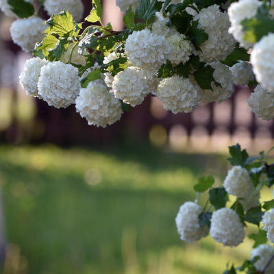Snøballbusk er en vidunderlig busk. Den er dekket av store hvite baller av blomster hele sommeren. den er allergivennlig, bindsterk og svært nøysom. Den får veldig fine gule høstfarger om den vokser et sted i solen.