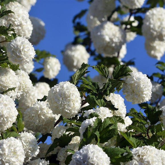 Snøballbusk er en vidunderlig busk. Den er dekket av store hvite baller av blomster hele sommeren. den er allergivennlig, bindsterk og svært nøysom. Den får veldig fine gule høstfarger om den vokser et sted i solen.